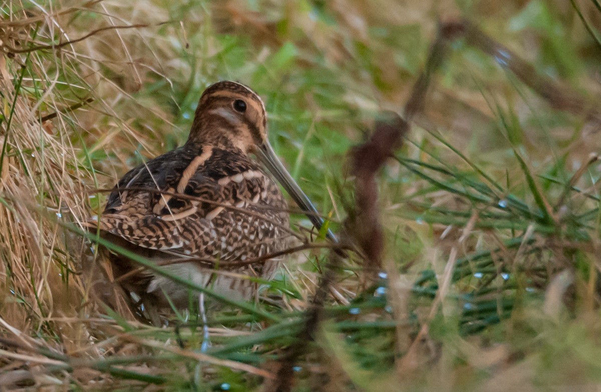 Common Snipe - ML645730282