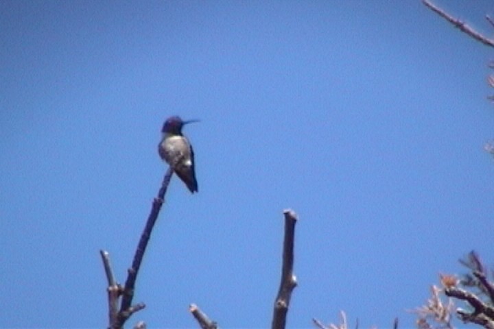 kalypta černobradá - ML645730286