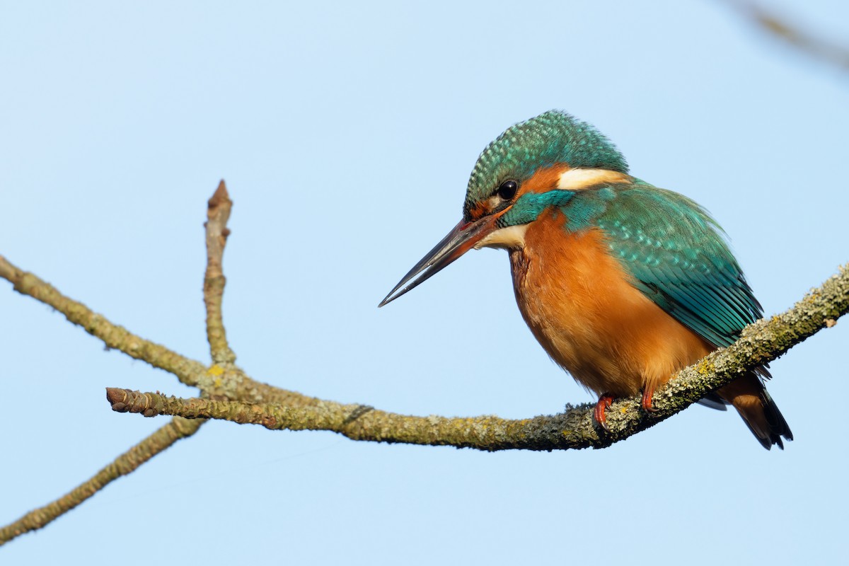 Common Kingfisher - ML645730293
