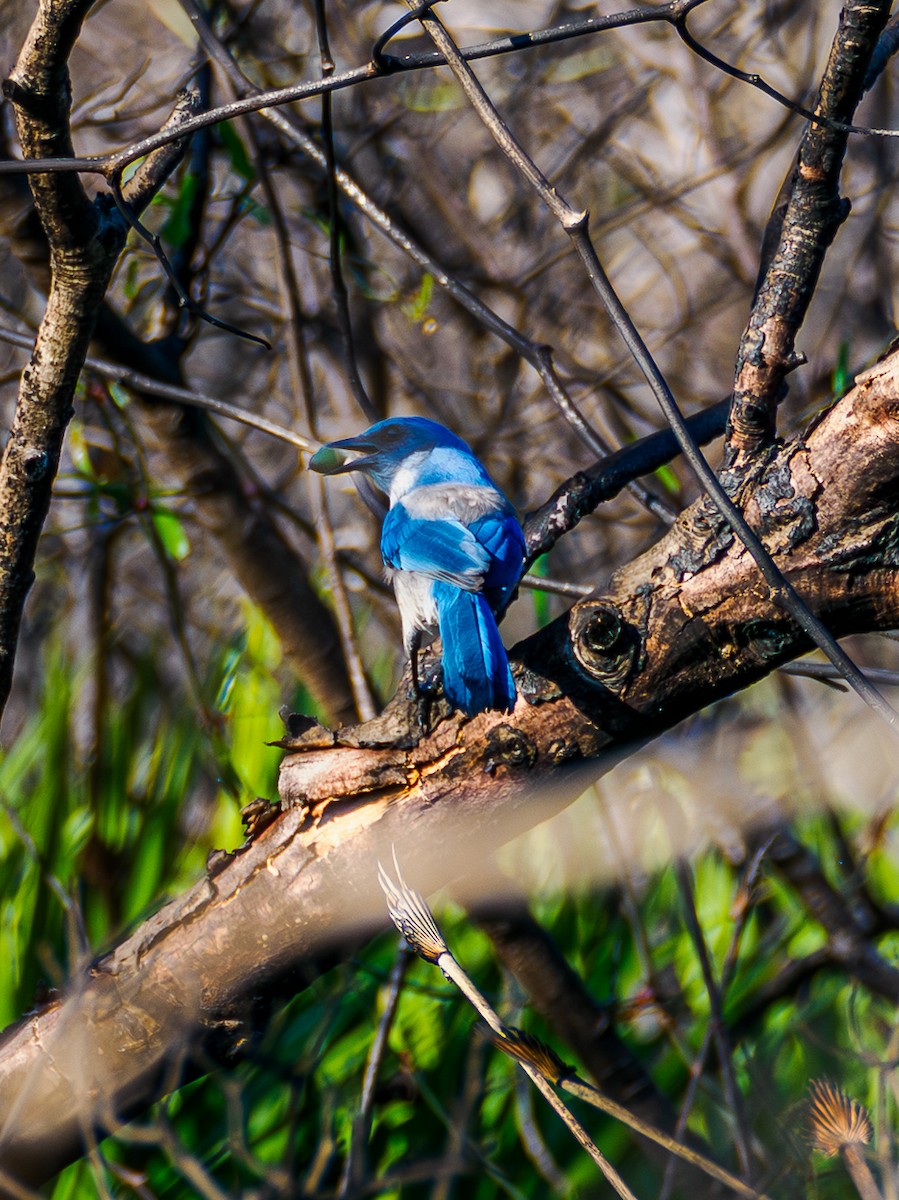 Florida Scrub-Jay - ML645730311