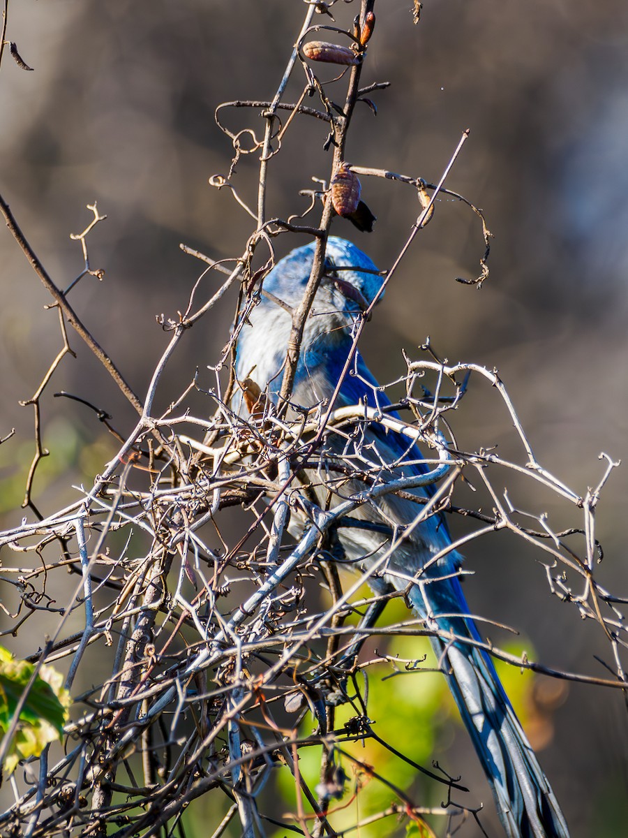Florida Scrub-Jay - ML645730312