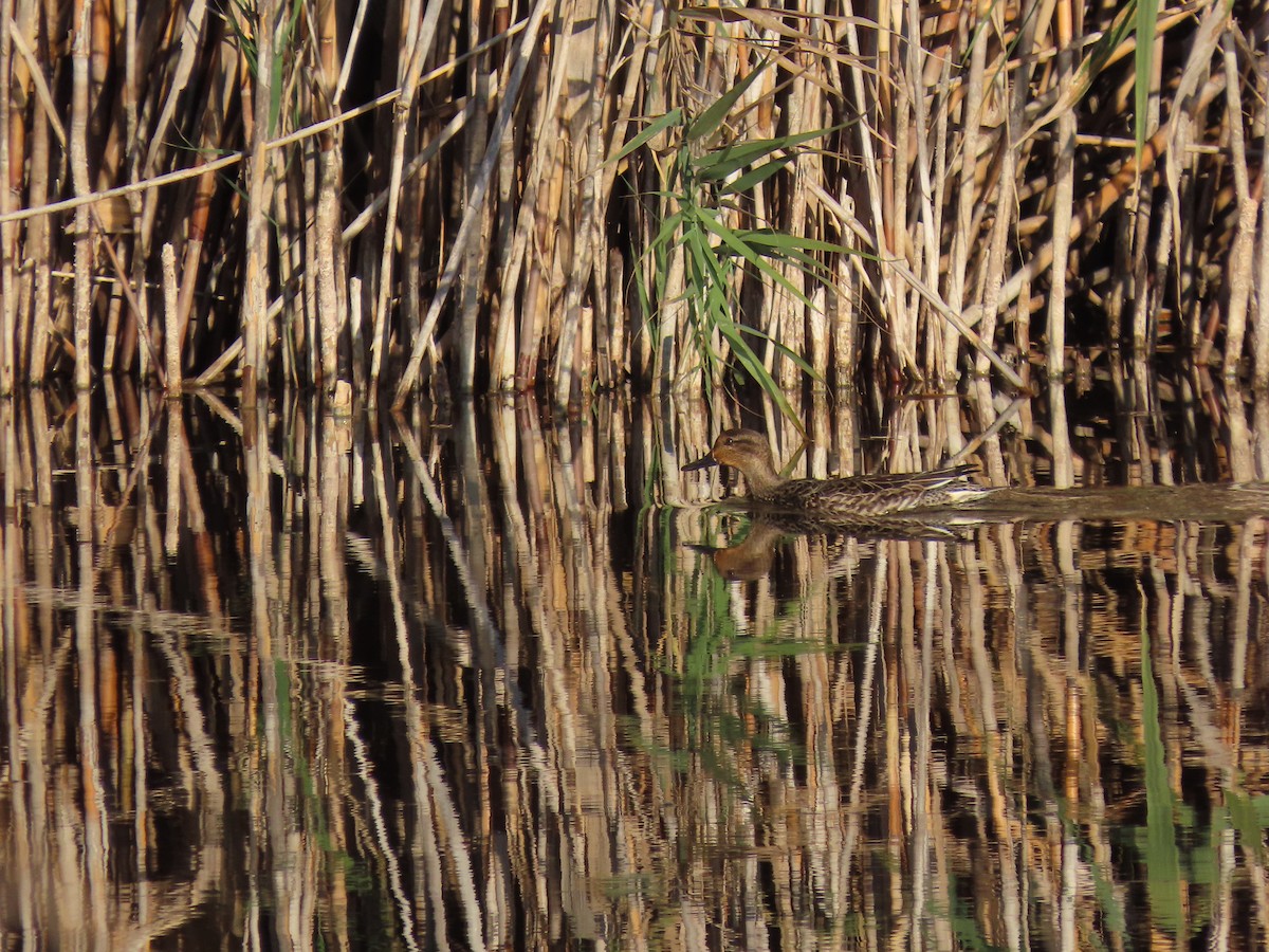 Green-winged Teal - ML645730322
