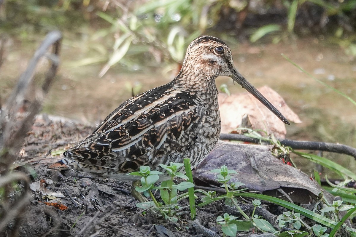 Wilson's Snipe - ML645730330