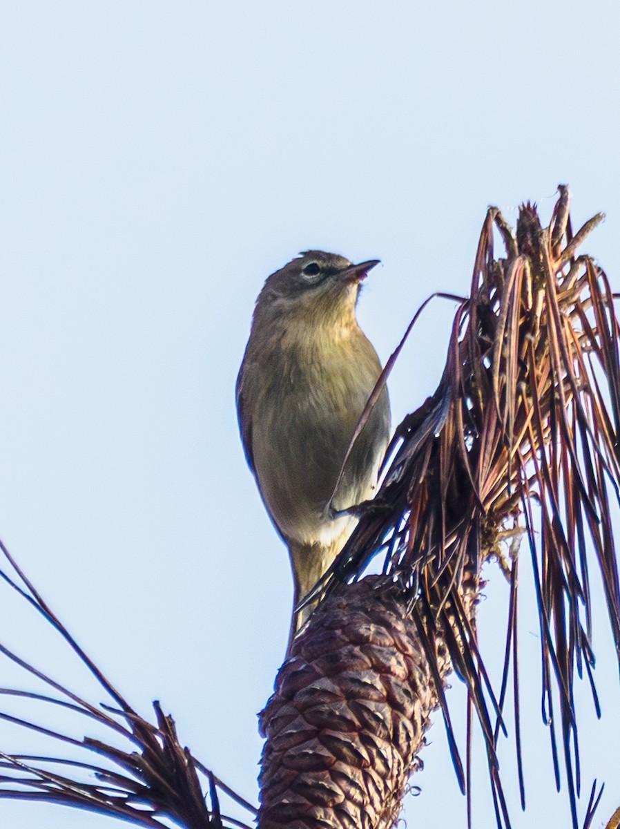 Pine Warbler - ML645730339