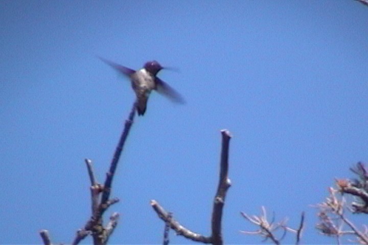 kalypta černobradá - ML645730352