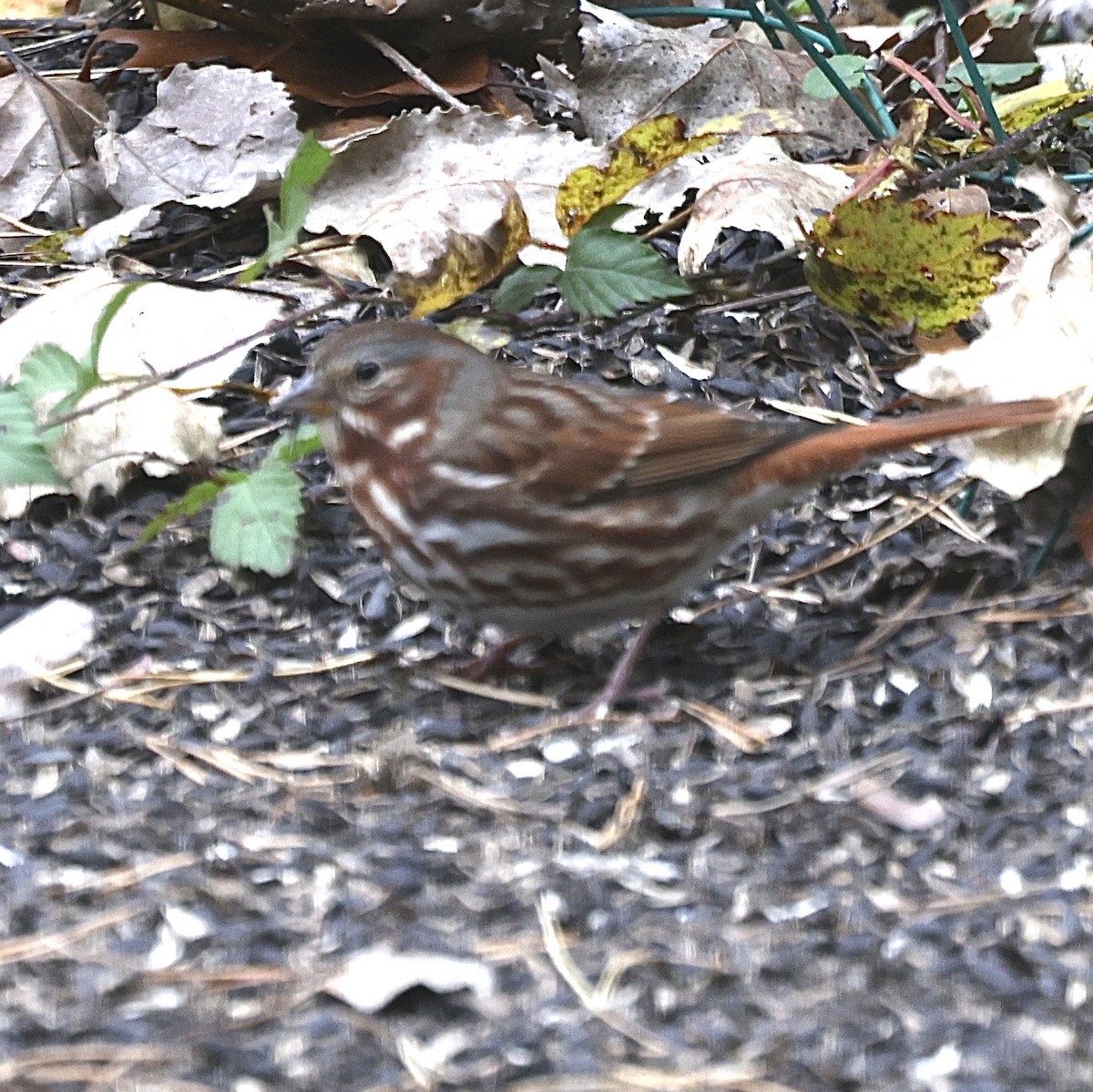 Fox Sparrow - ML645730353