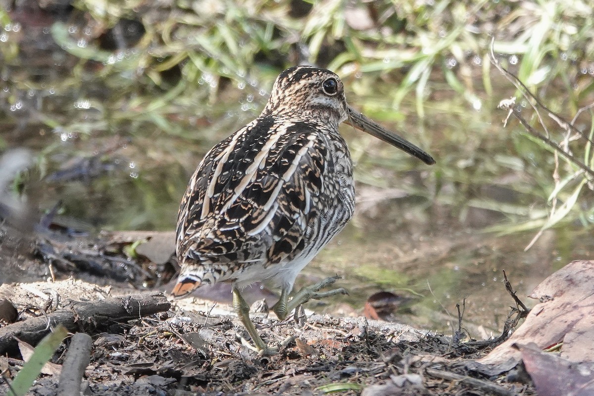 Wilson's Snipe - ML645730358
