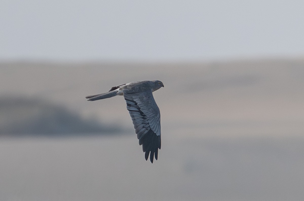Montagu's Harrier - ML645730367