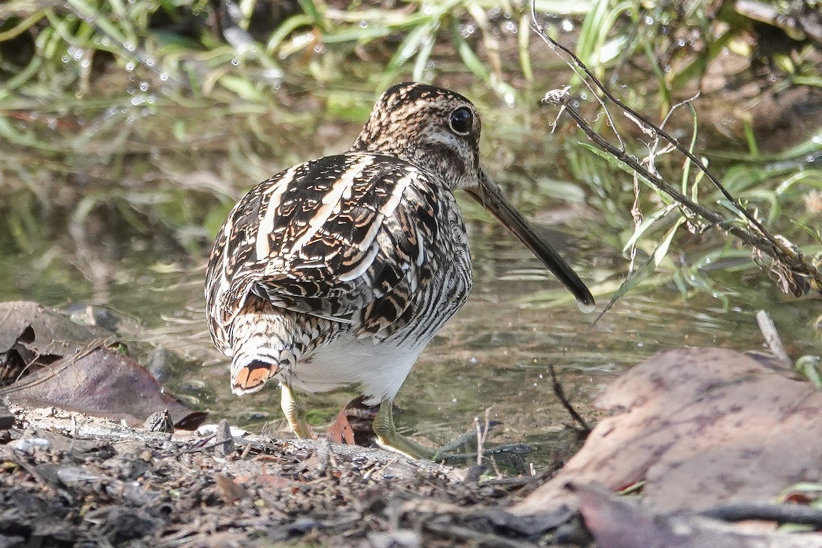 Wilson's Snipe - ML645730374