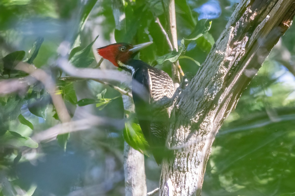 Pale-billed Woodpecker - ML645730377