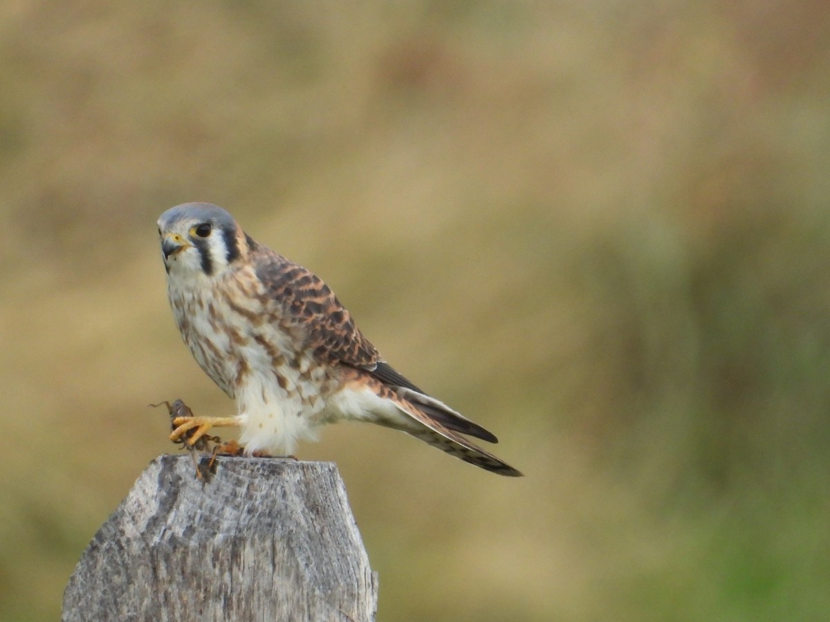 poštolka pestrá - ML645730379