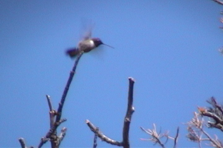 kalypta černobradá - ML645730385