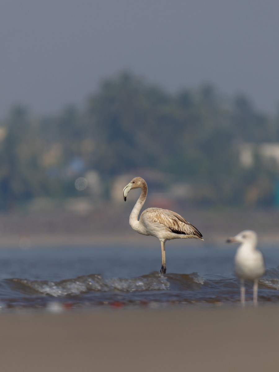 Greater Flamingo - ML645730387