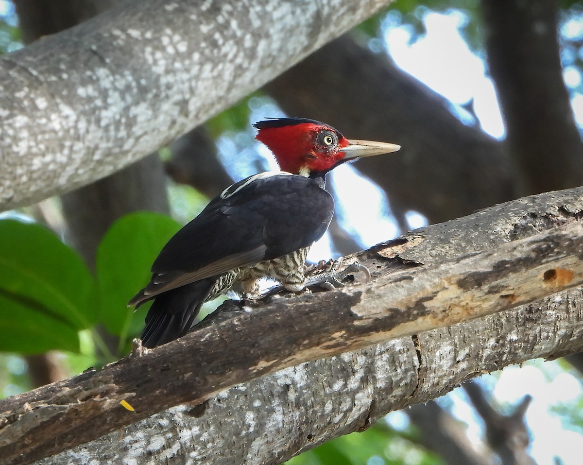 Pale-billed Woodpecker - ML645730389