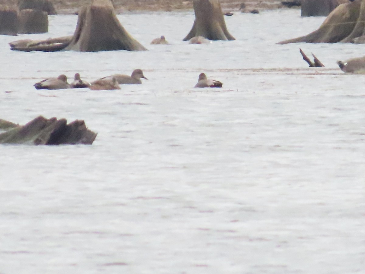 Gadwall - ML645730390