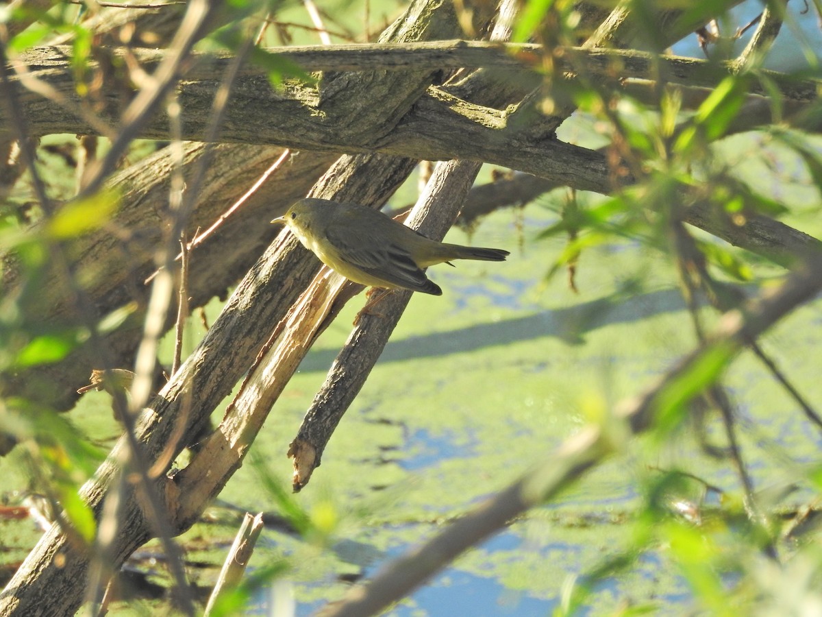 Northern Yellow Warbler - ML645730392