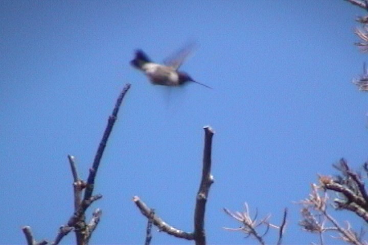 kalypta černobradá - ML645730394