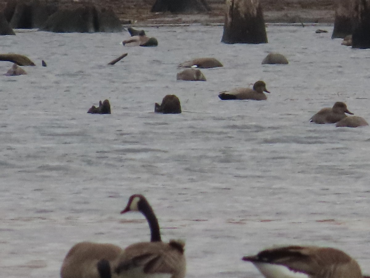 Gadwall - ML645730396