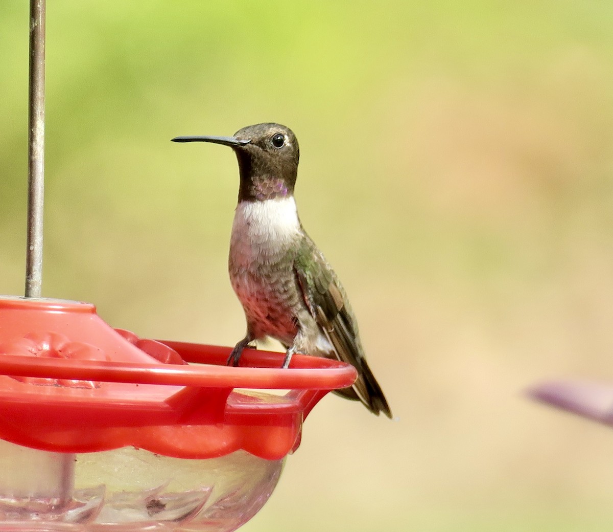 Black-chinned Hummingbird - ML645730398