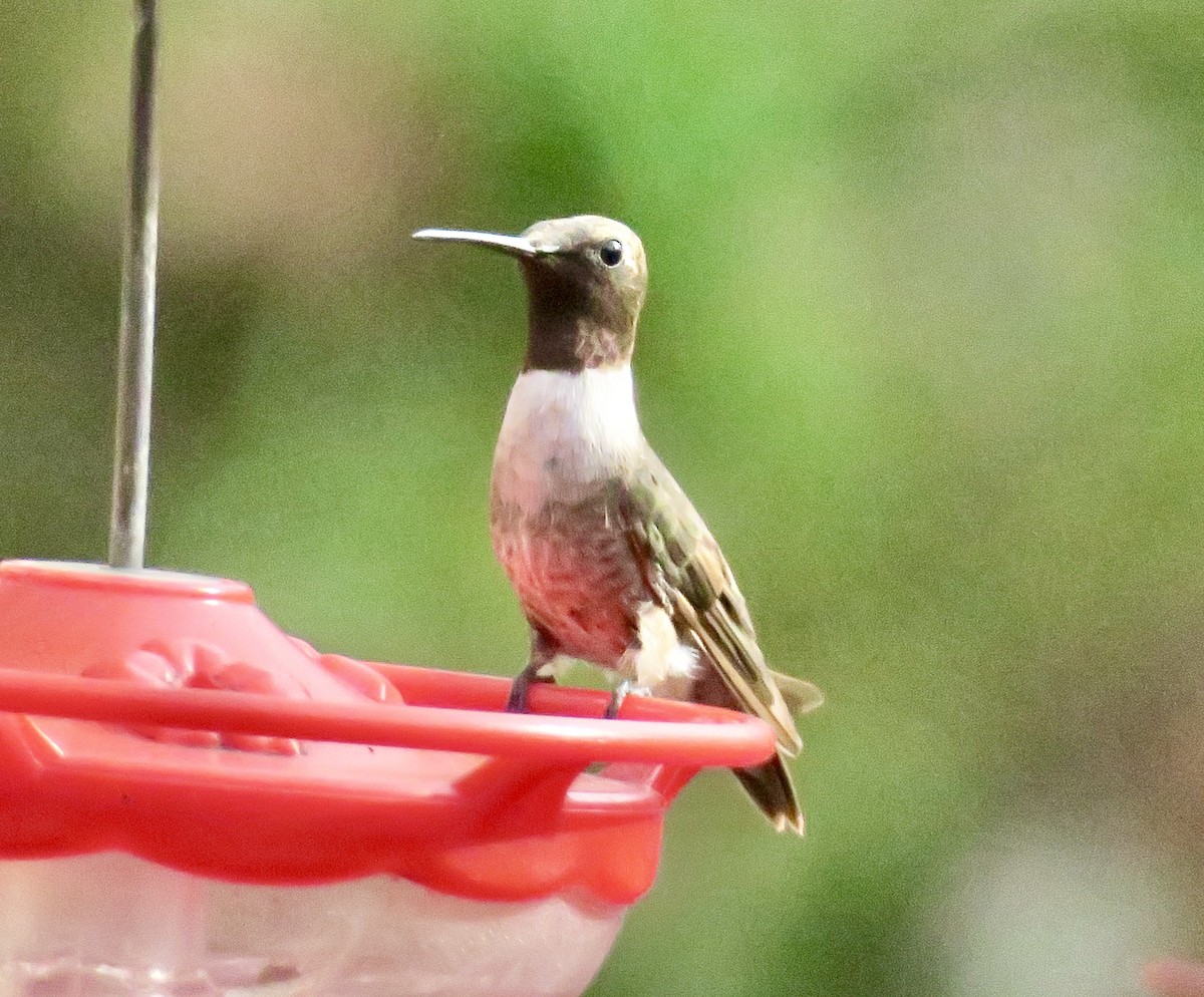 Black-chinned Hummingbird - ML645730399