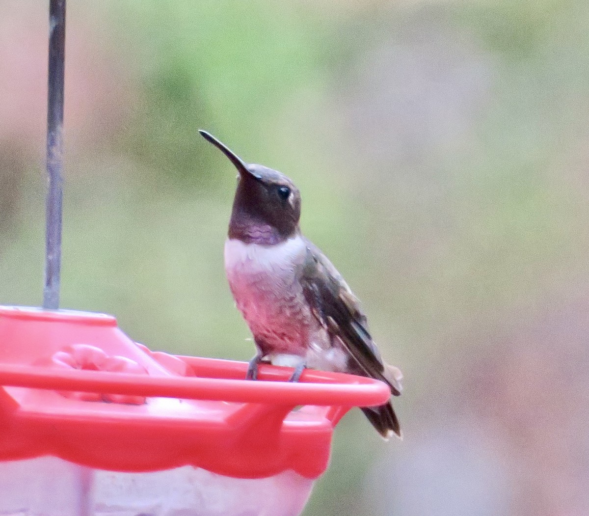 Black-chinned Hummingbird - ML645730400