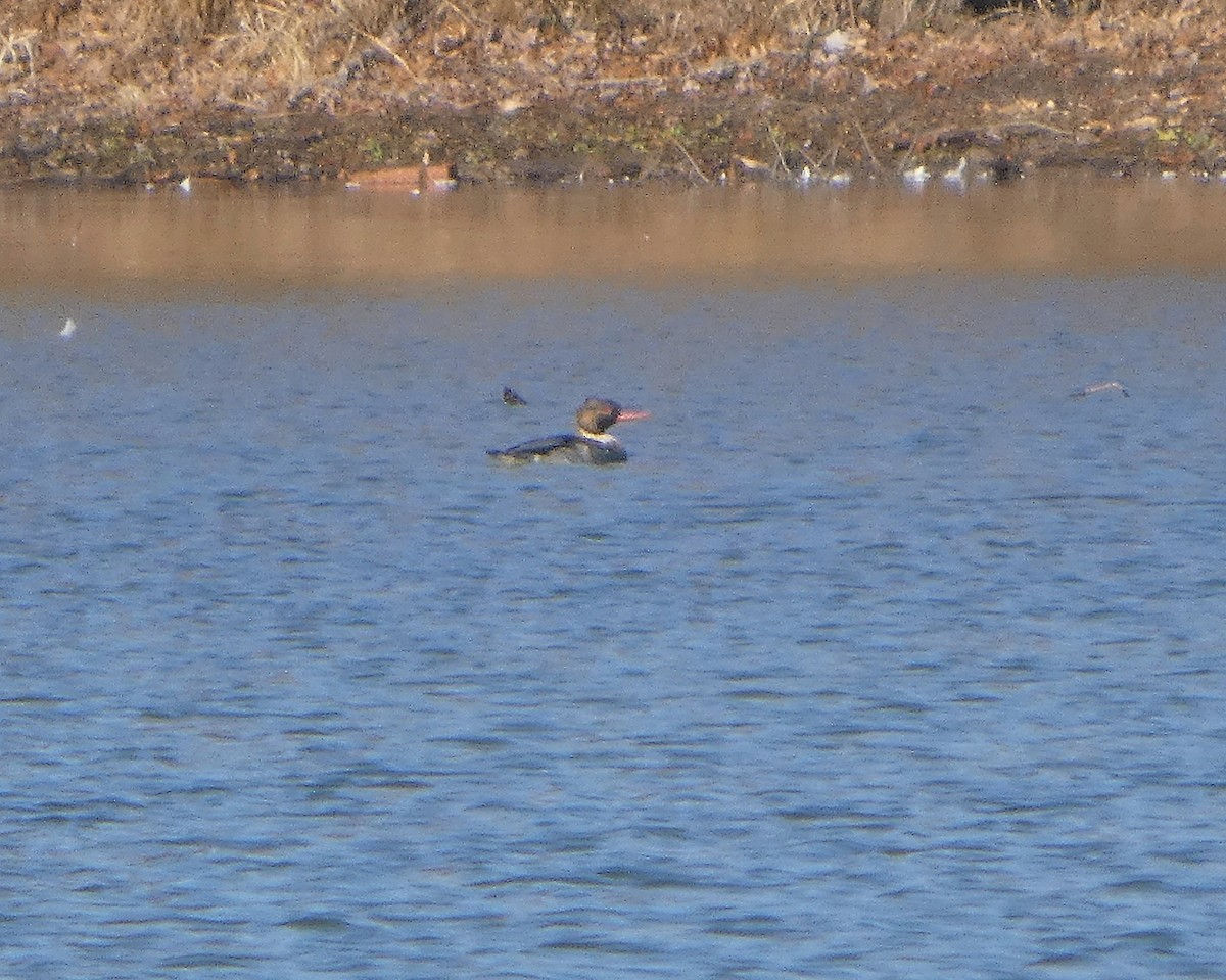 Red-breasted Merganser - ML645730405