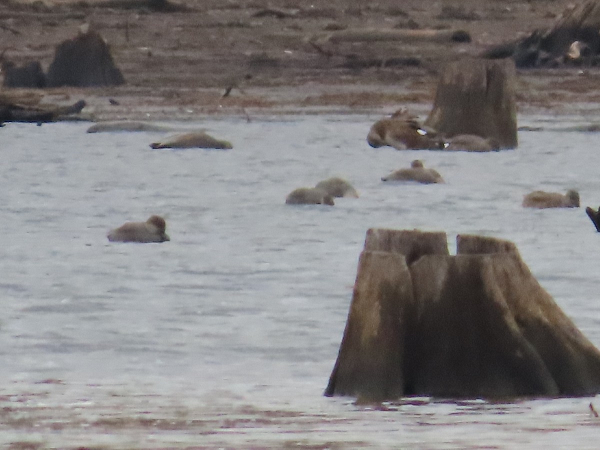 Gadwall - ML645730408