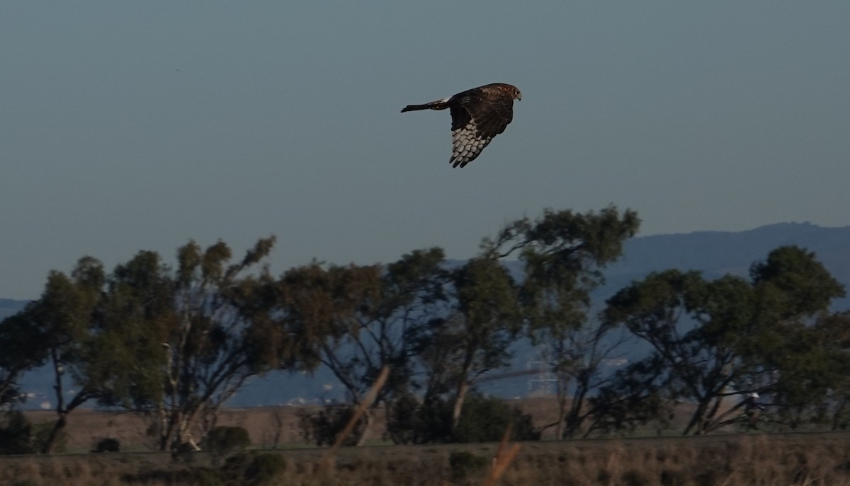 Northern Harrier - ML645730410