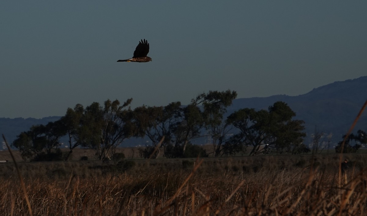 Northern Harrier - ML645730411
