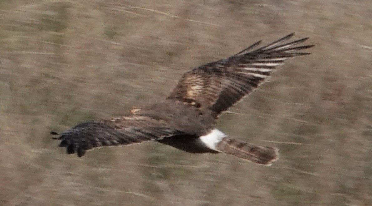 Northern Harrier - ML645730412