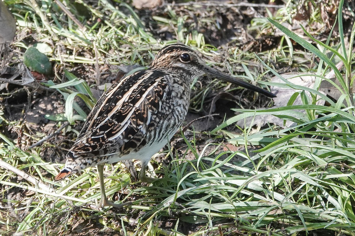 Wilson's Snipe - ML645730416