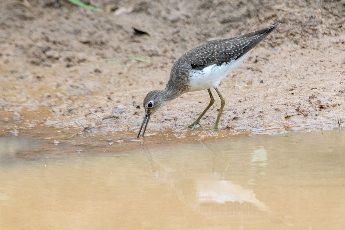 Solitary Sandpiper - ML645730418