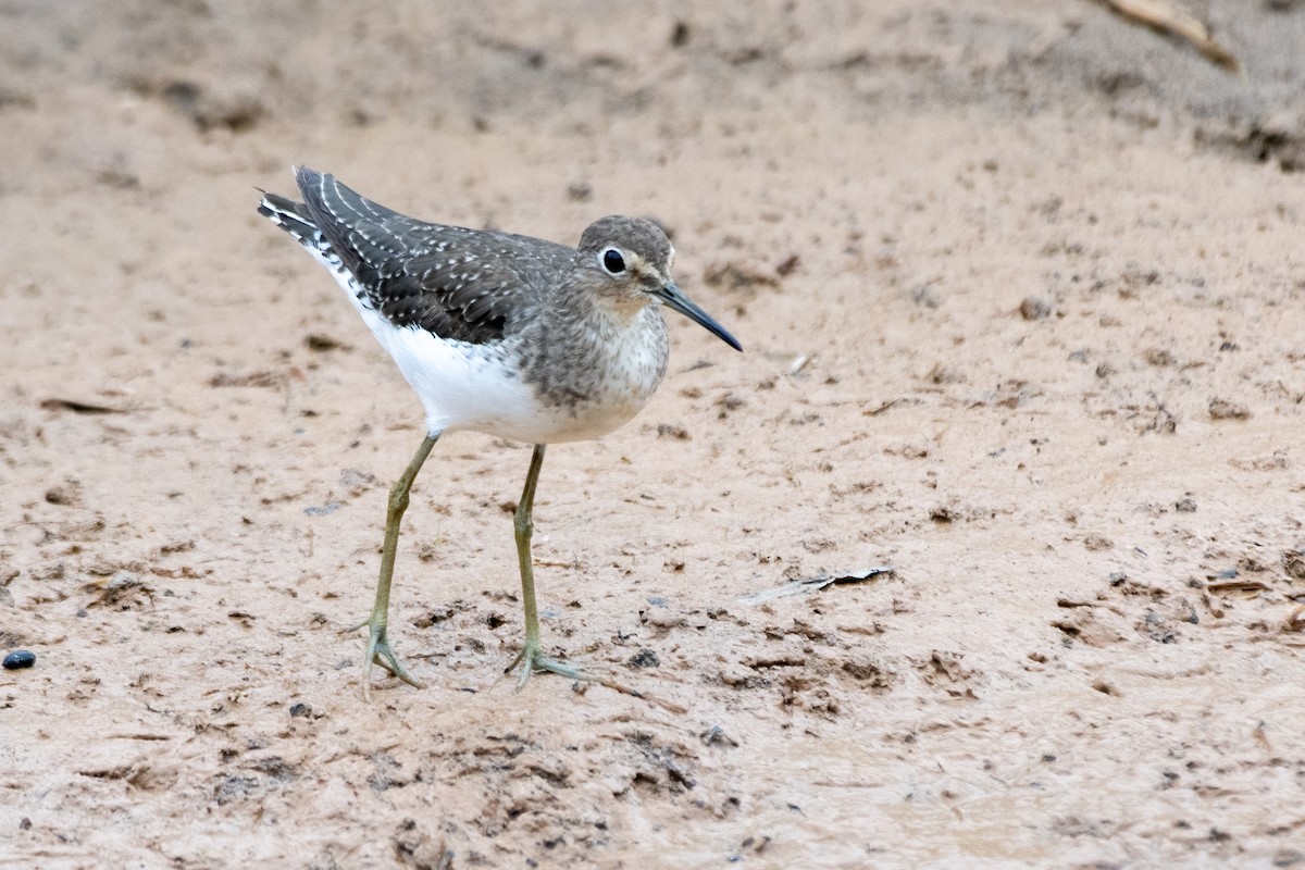 Solitary Sandpiper - ML645730419
