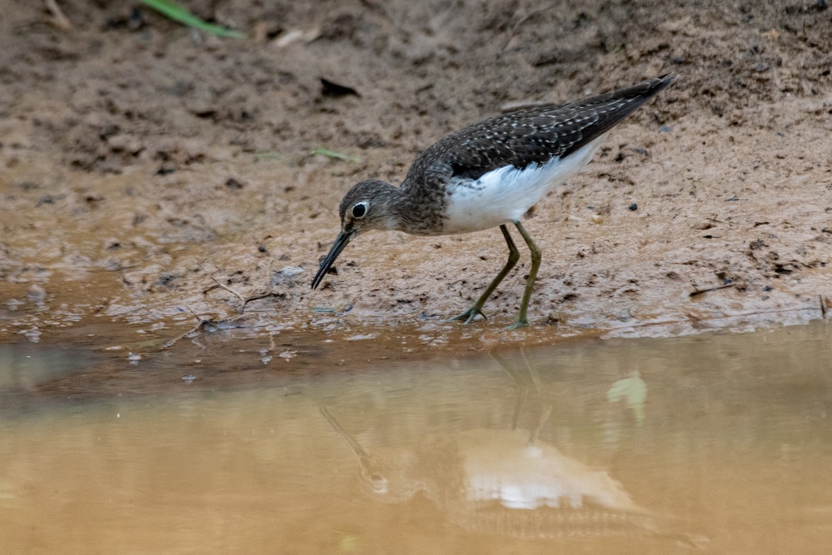 Solitary Sandpiper - ML645730420