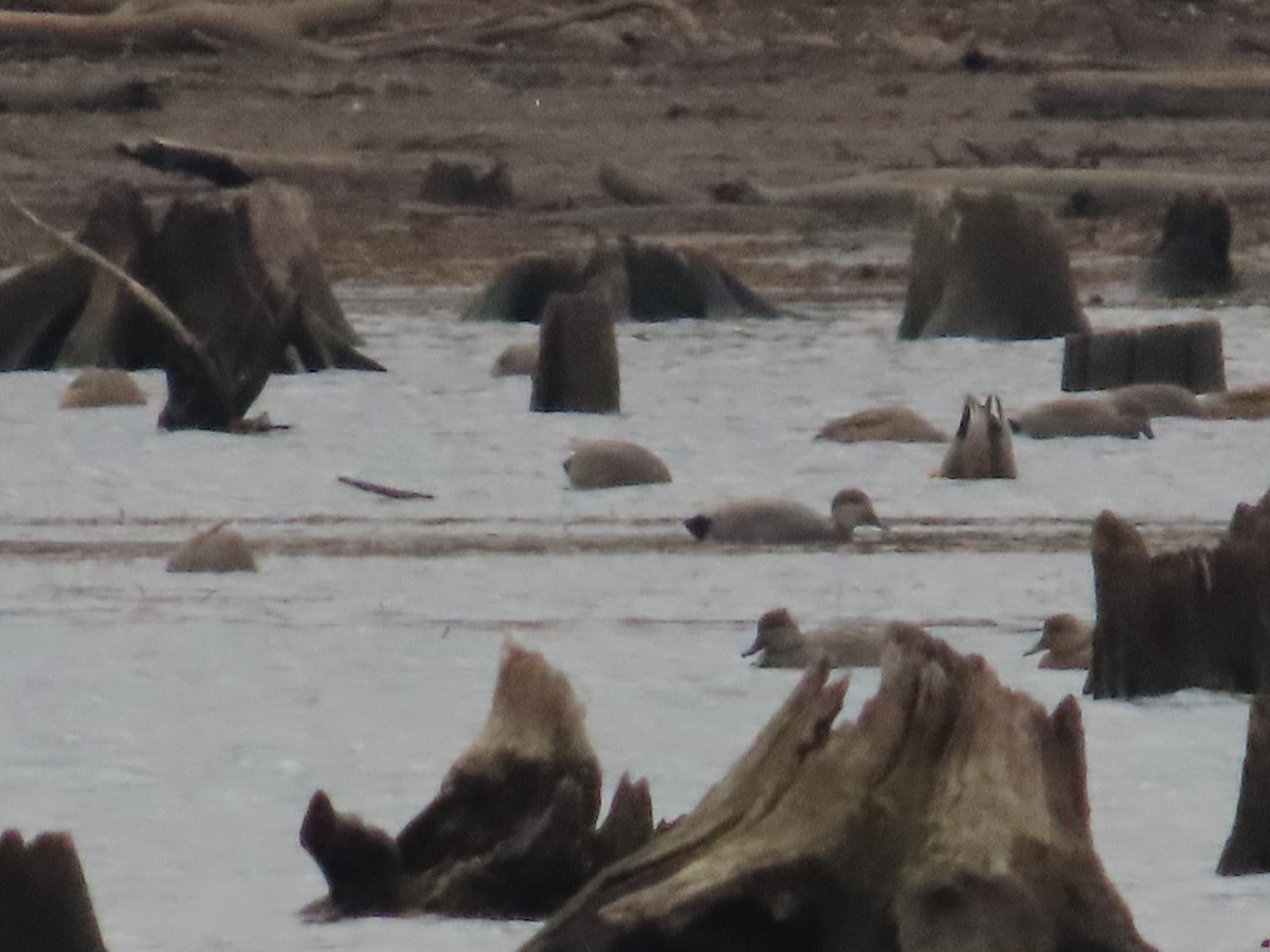 Gadwall - ML645730421