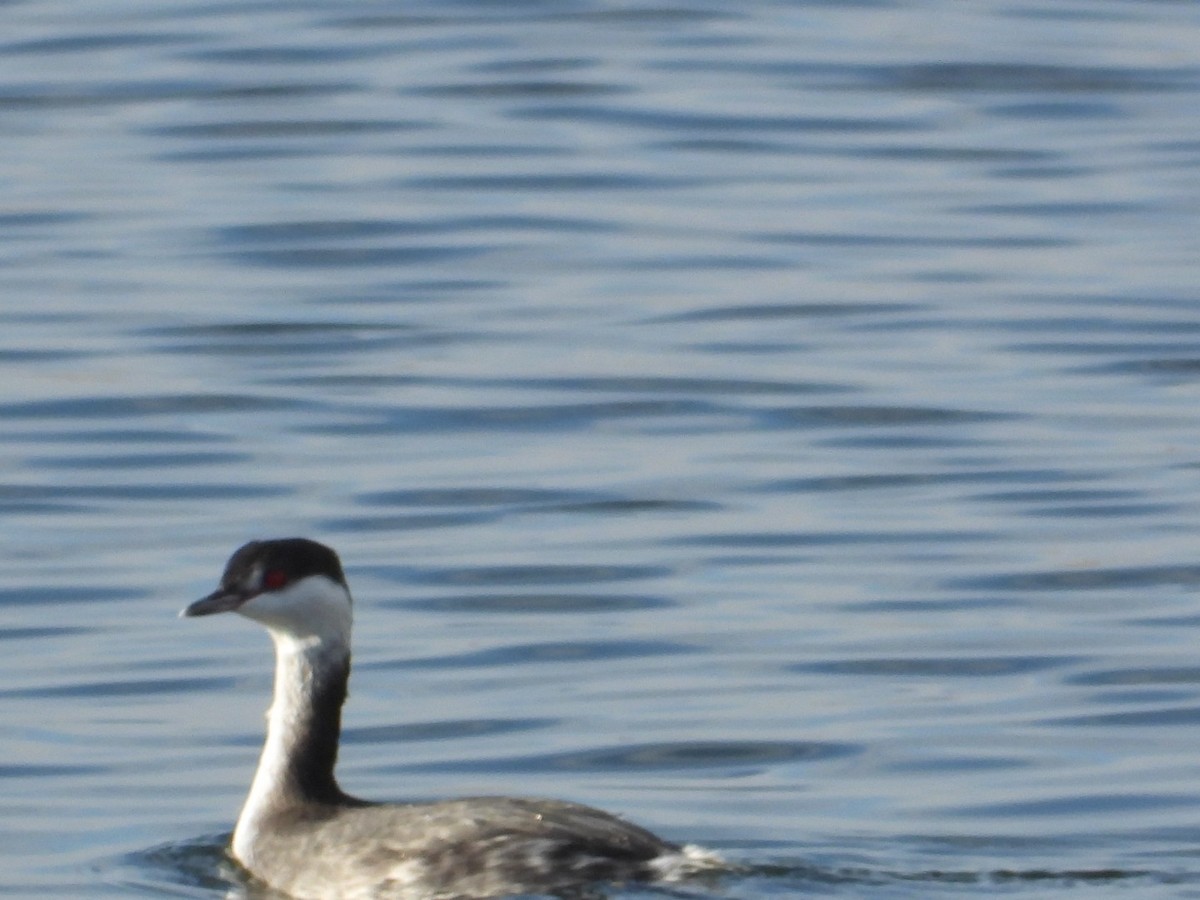 potápka žlutorohá - ML645730422