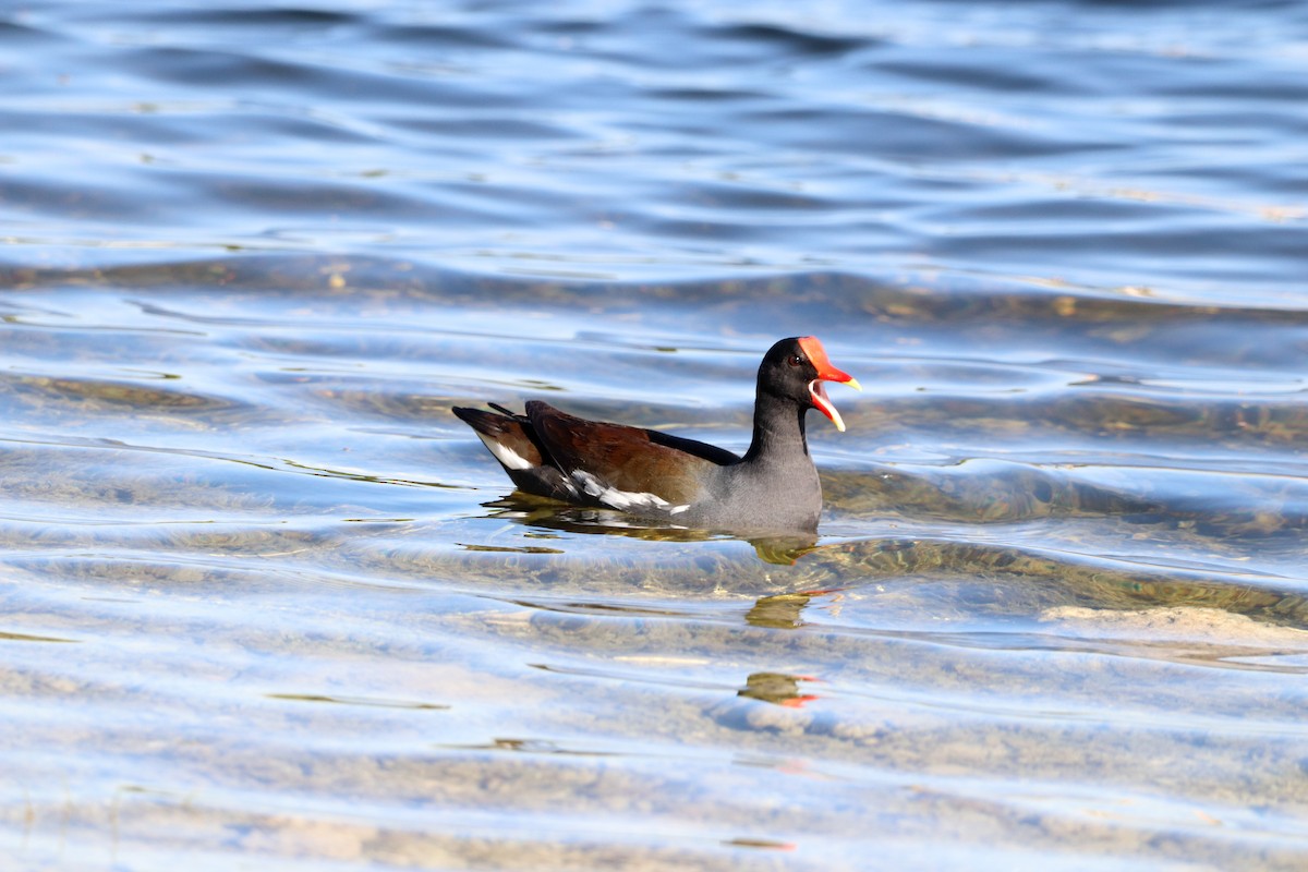 slípka americká - ML645730426