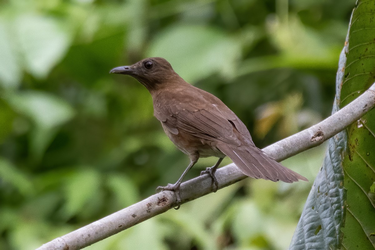 Hauxwell's Thrush - ML645730446