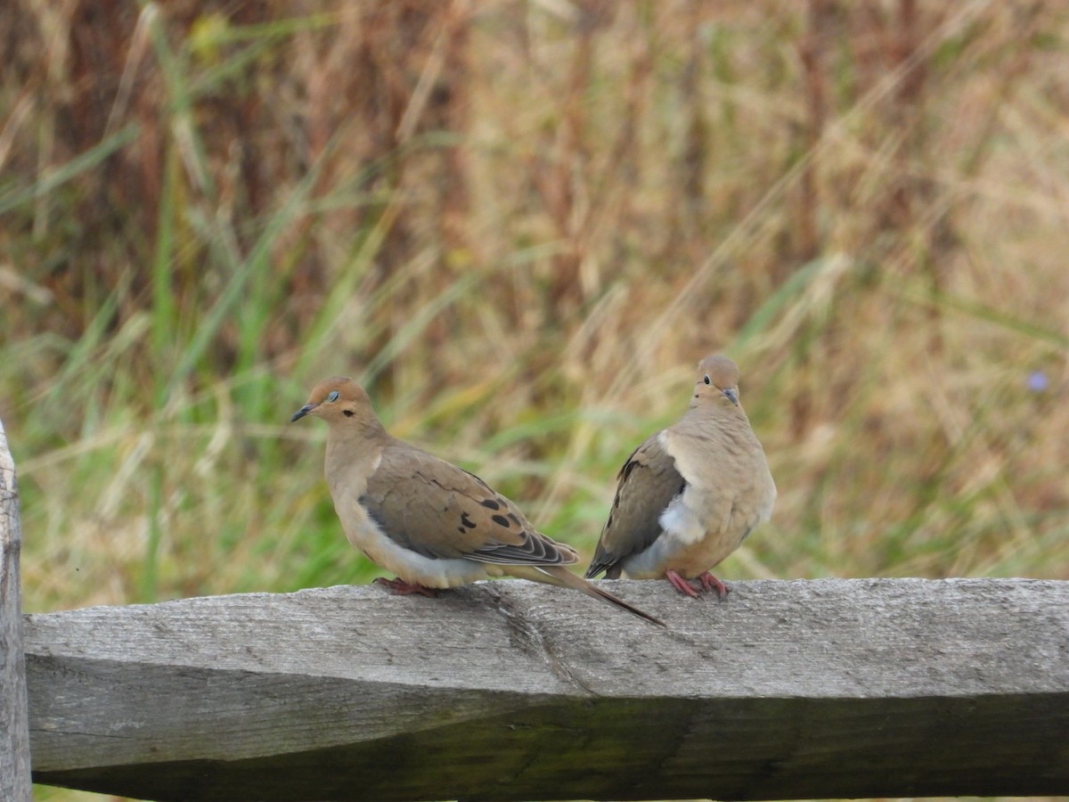 hrdlička karolínská - ML645730449