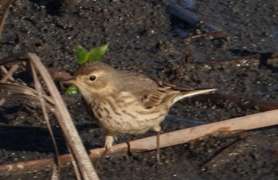 American Pipit - ML645730452