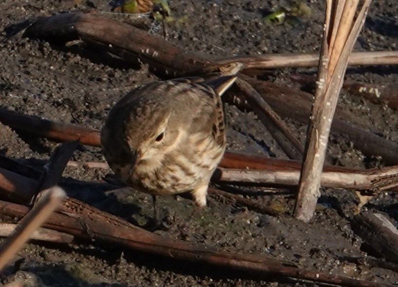 American Pipit - ML645730453