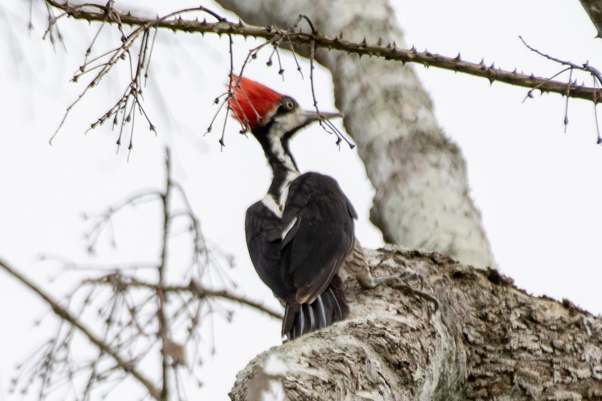 Crimson-crested Woodpecker - ML645730460