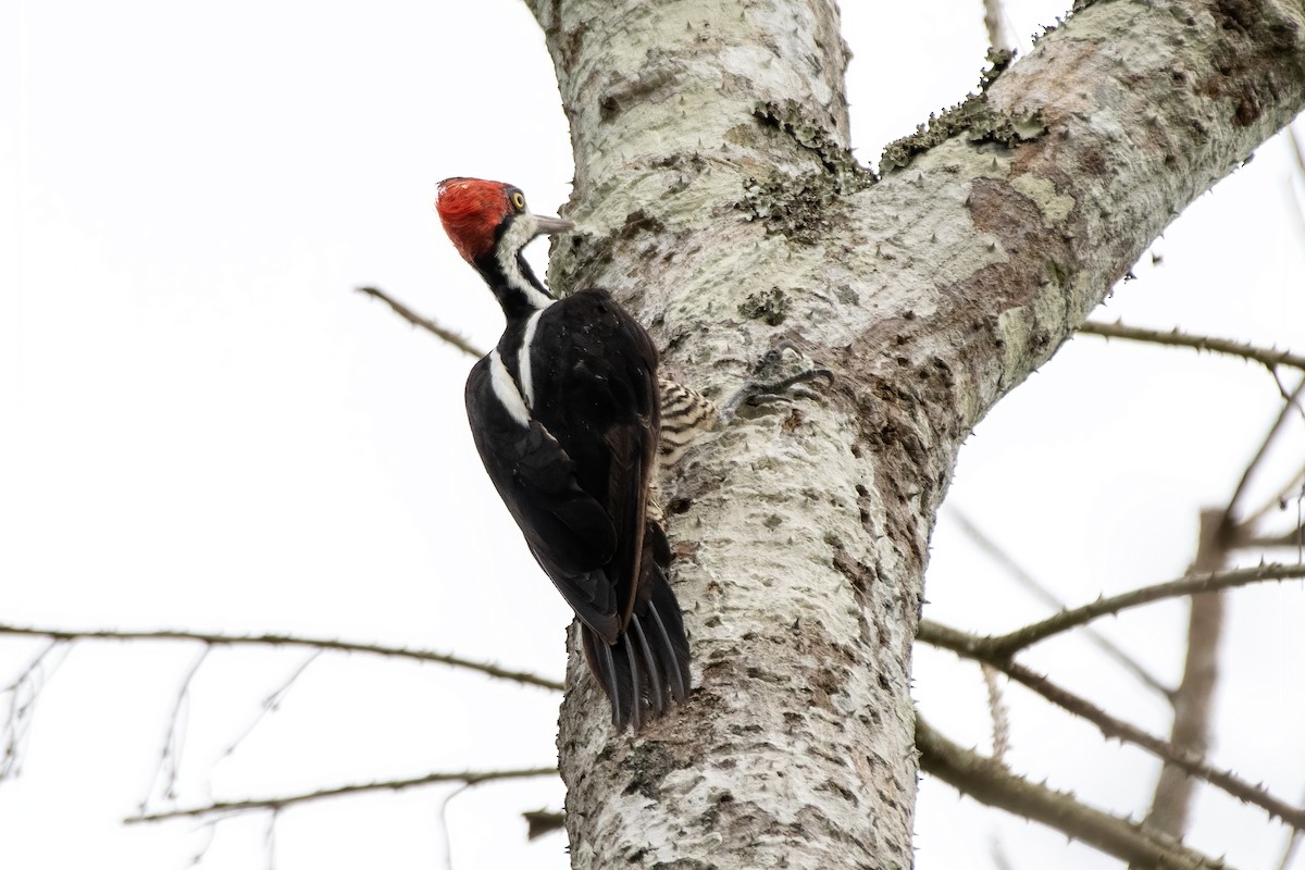 Crimson-crested Woodpecker - ML645730462
