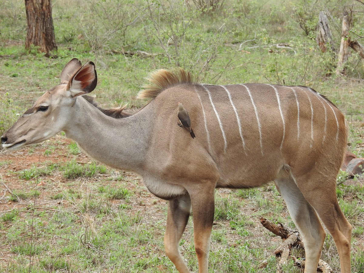 rødnebboksehakker - ML645730464