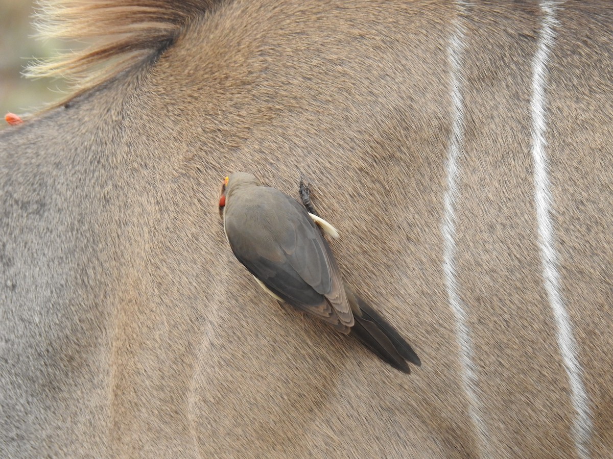 rødnebboksehakker - ML645730469