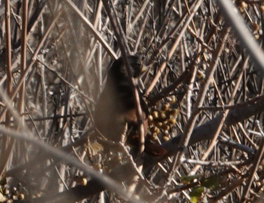 Fox Sparrow (Sooty) - ML645730470