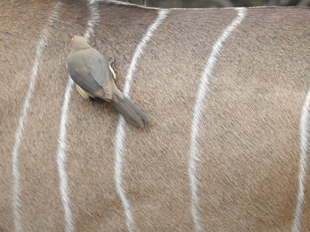 rødnebboksehakker - ML645730489