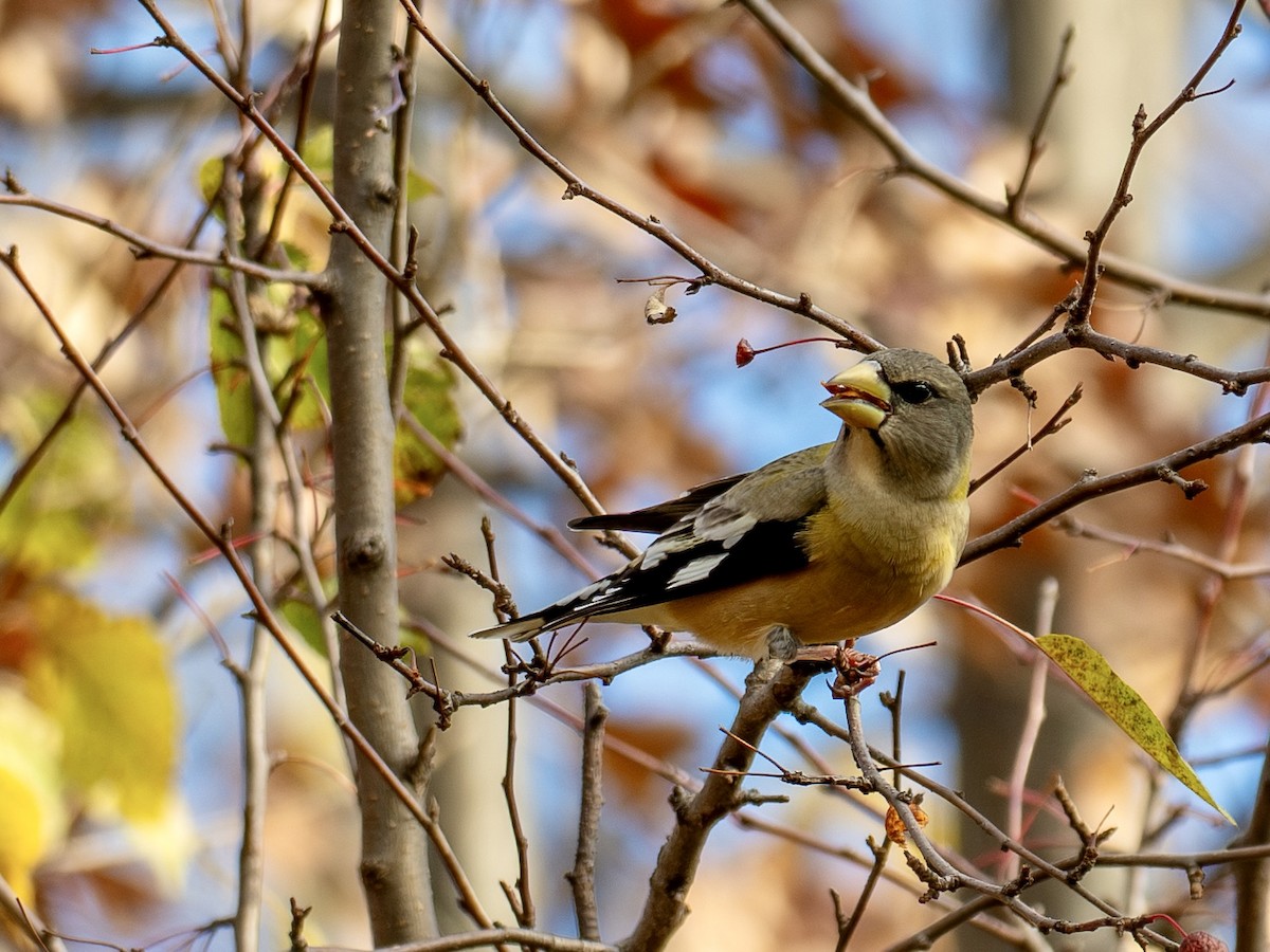 Evening Grosbeak - ML645730492