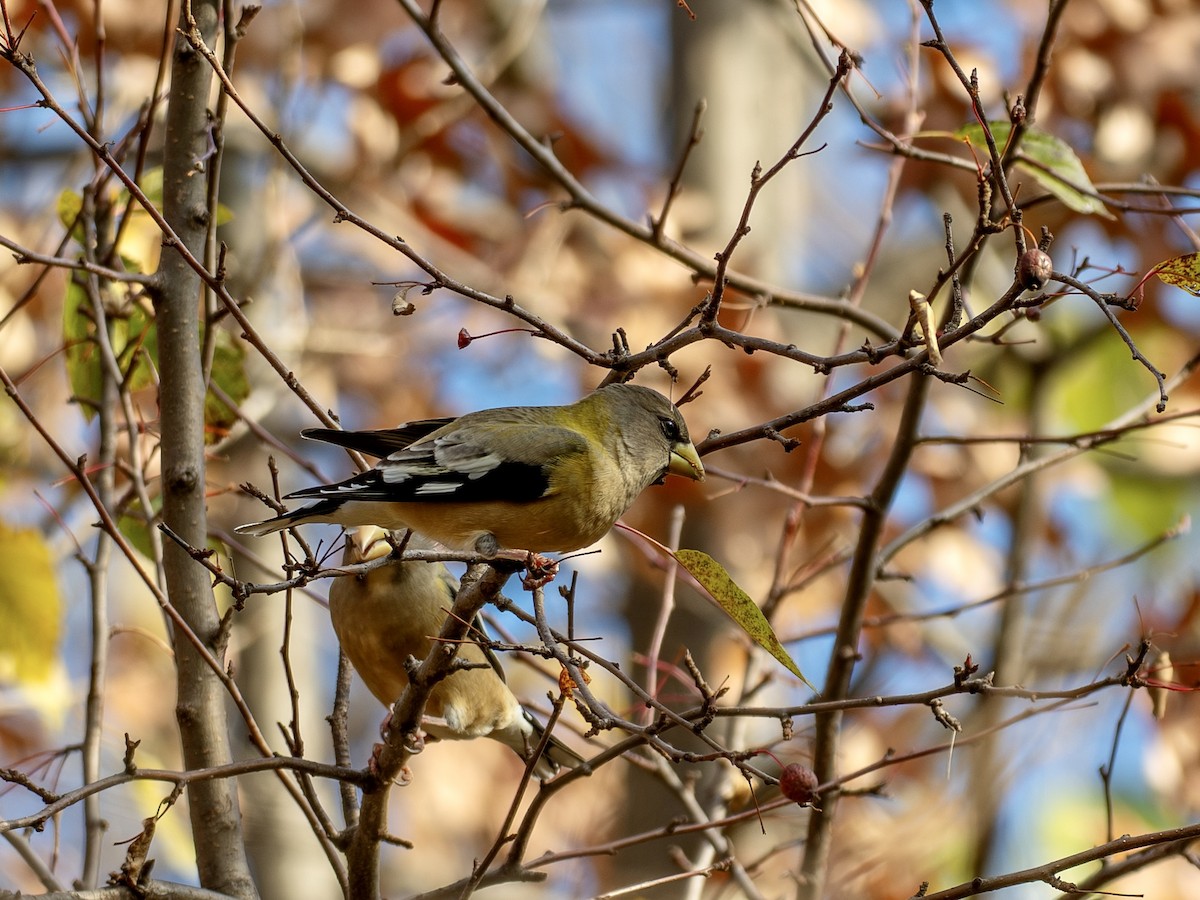 Evening Grosbeak - ML645730493