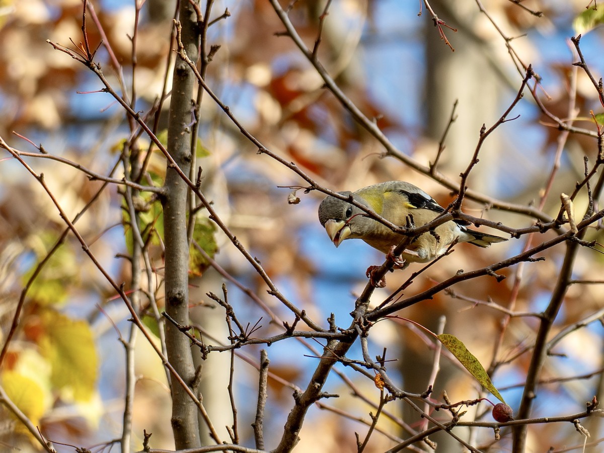 Evening Grosbeak - ML645730494